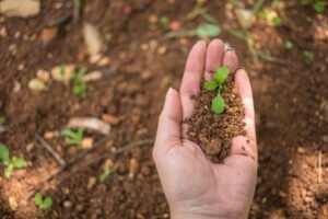 Read more about the article The Power of Organic Manures: Nurturing Your Garden Naturally