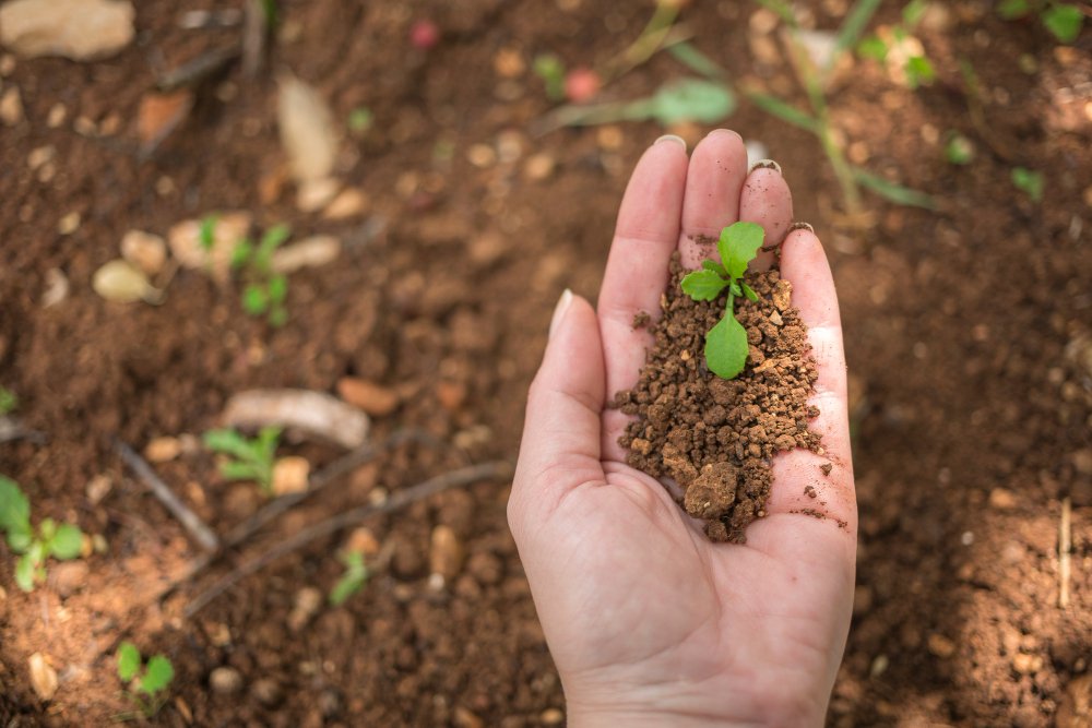 You are currently viewing The Power of Organic Manures: Nurturing Your Garden Naturally